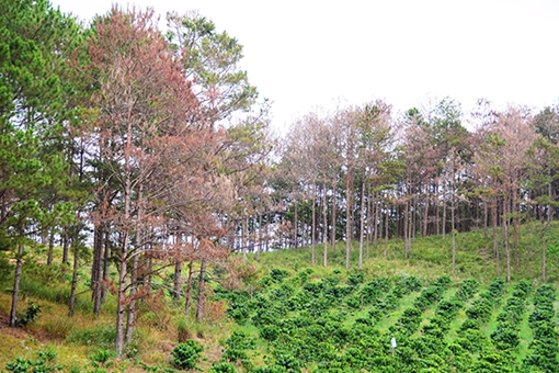 Quản lý, bảo vệ rừng ở Lâm Đồng: Trên “nóng”, dưới “lạnh” (!)