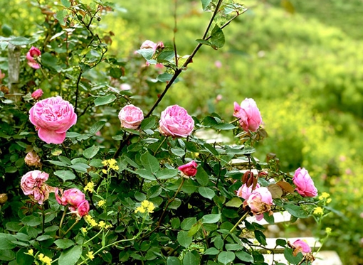 Thung lũng hoa hồng đẹp ngất ngây tại Sun World Fansipan Legend