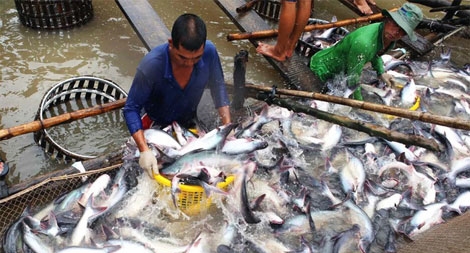Việt Nam khiếu nại Hoa Kỳ vụ chống bán phá giá cá tra lên WTO