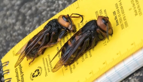 Dân Mỹ hoảng hốt vì ong bắp cày "sát thủ khét tiếng" đổ bộ 