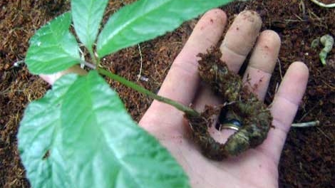 Triển khai đề án bảo tồn và phát triển cây sâm Ngọc Linh