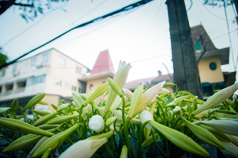 Hà Nội dịu dàng đón tháng tư về bên sắc hoa loa kèn