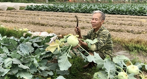Lại câu chuyện "giải cứu" nông sản