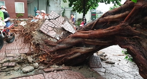 Mưa lớn đường ngập, nhiều cây xanh gãy đổ ở TP Hồ Chí Minh