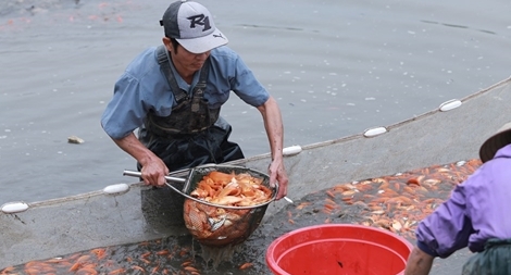 Làng nghề nuôi cá chép tất bật trước ngày Tết ông Công, ông Táo